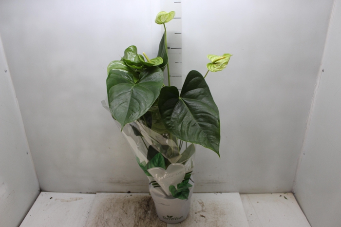 <h4>ANTHURIUM GREEN KING P17</h4>