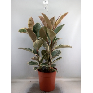 Ficus elastica 'Tineke'