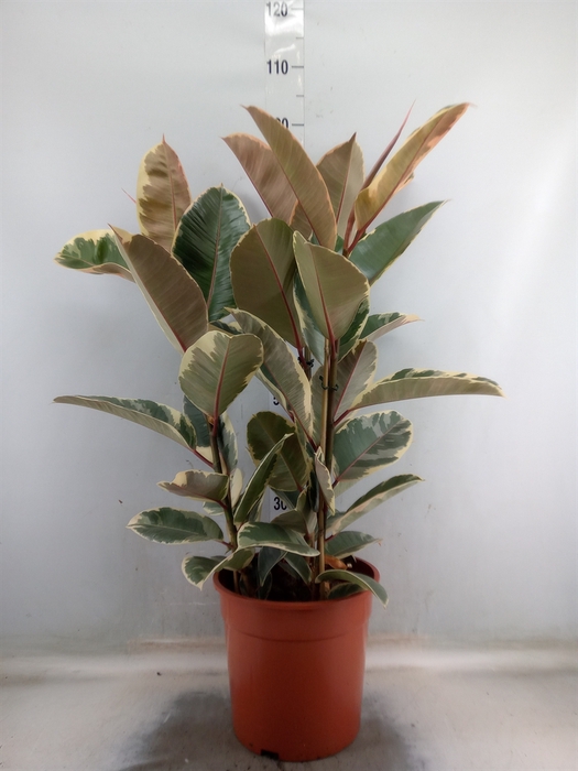 <h4>Ficus elastica 'Tineke'</h4>