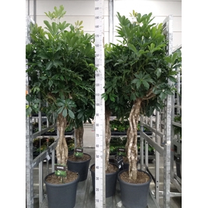 Schefflera arbor. 'Compacta'