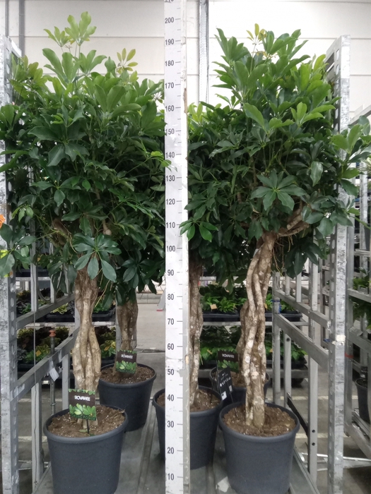 <h4>Schefflera arbor. 'Compacta'</h4>