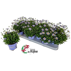 Felicitara