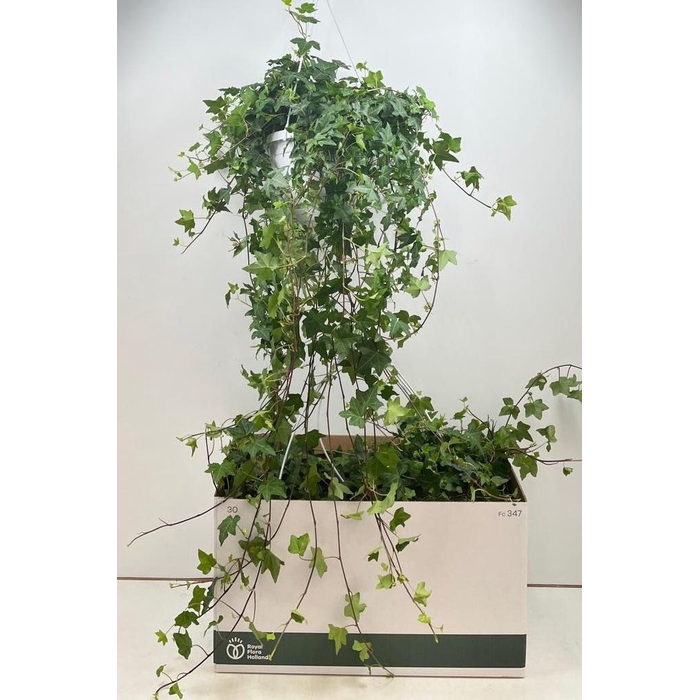 <h4>HED HE PITTSBURGH</h4>