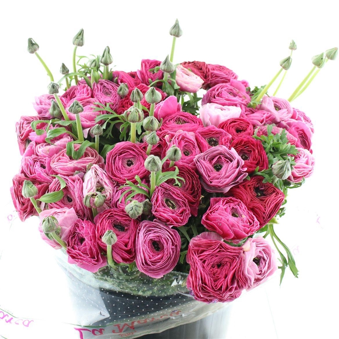 <h4>Ran Su Sr Cic Cerise Super</h4>