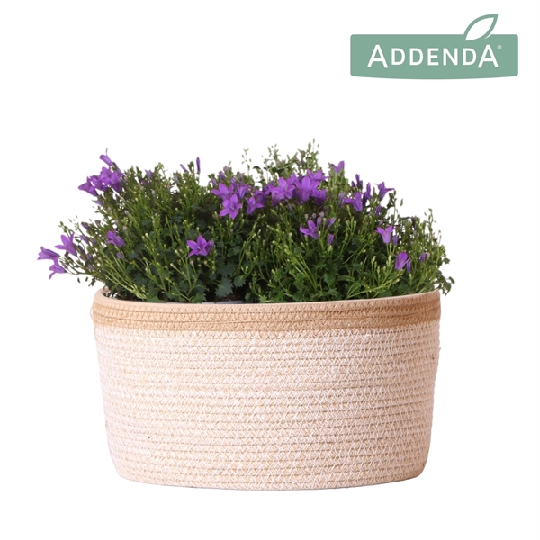 <h4>Campanula Addenda Ambella Intense purple in Basket white</h4>