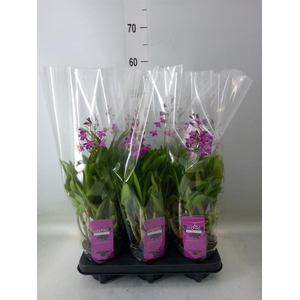 Dendrobium  'Berry Oda'