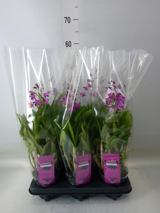 <h4>Dendrobium  'Berry Oda'</h4>