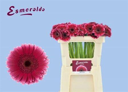 <h4>Ge Mi Sandero</h4>