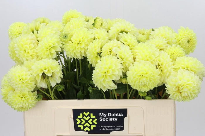 <h4>Dahlia Banana Baby</h4>