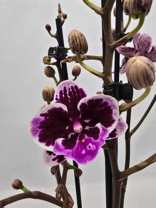 <h4>Limited 05 week 1</h4>