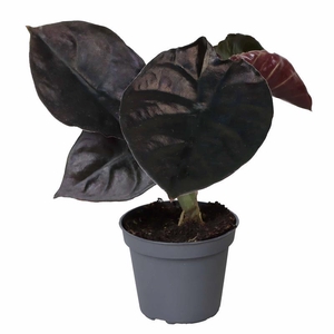 ALOCASIA BAGINDA p6