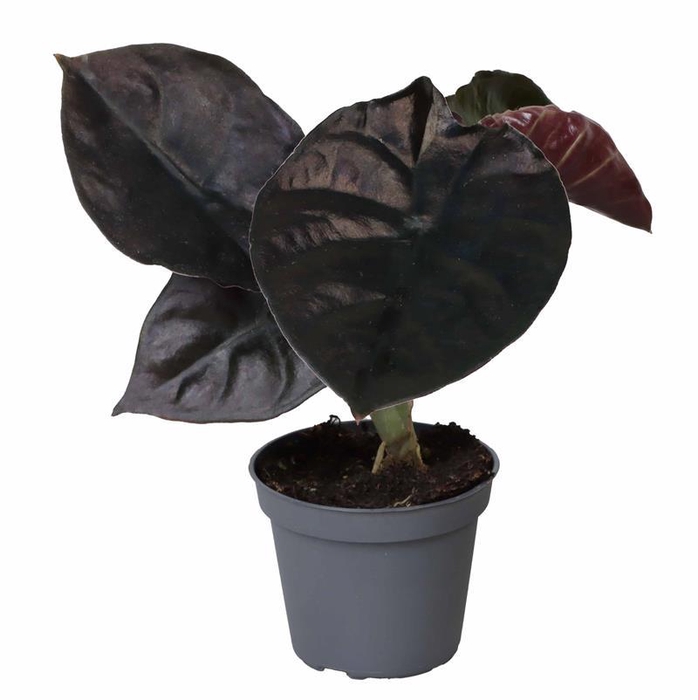 <h4>ALOCASIA BAGINDA p6</h4>