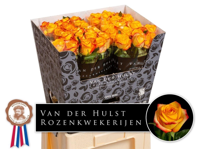 <h4>Rosa a grande fleur Catalunya+</h4>