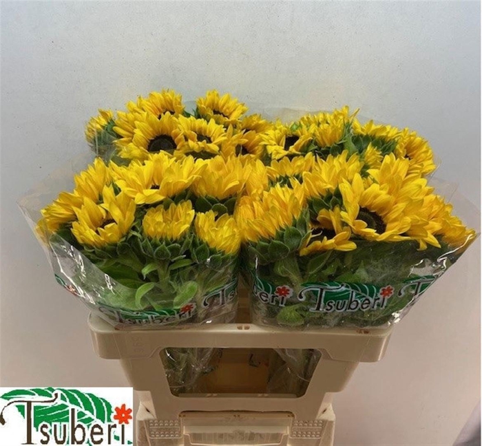 <h4>HELI ORANGE FIRE</h4>