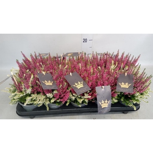 Calluna vulg. 'Beauty L CCrow' ..mx