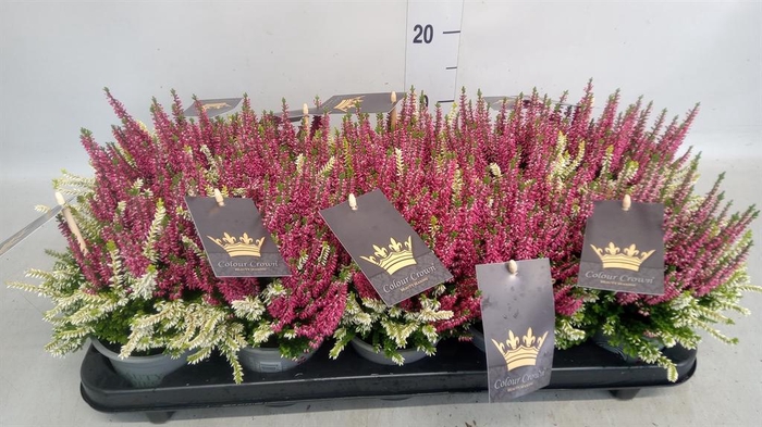 <h4>Calluna vulg. 'Beauty L CCrow' ..mx</h4>