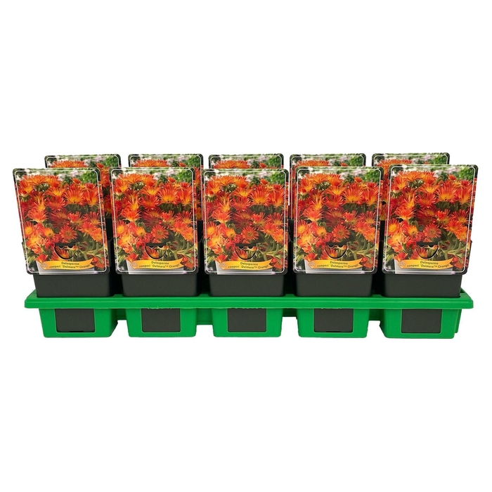 <h4>Delosperma cooperi</h4>