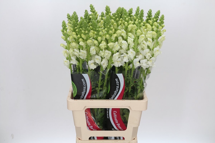 <h4>ANTIRRHINUM POTOMAC WHITE</h4>