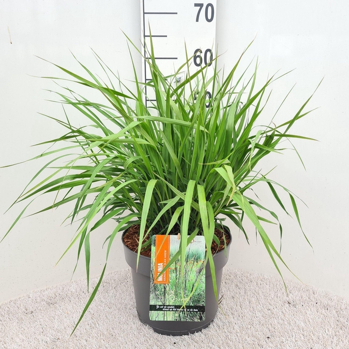 Molinia caerulea