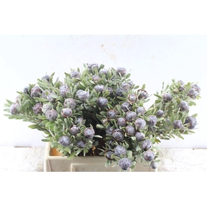 Kaaps Leucad Pubescens