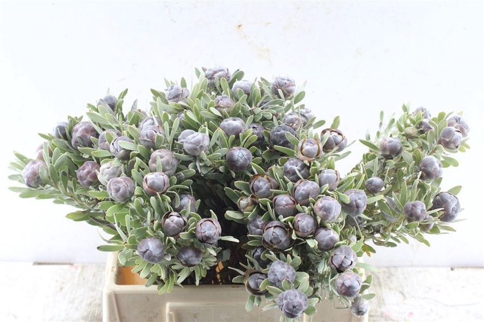 <h4>Kaaps Leucad Pubescens</h4>