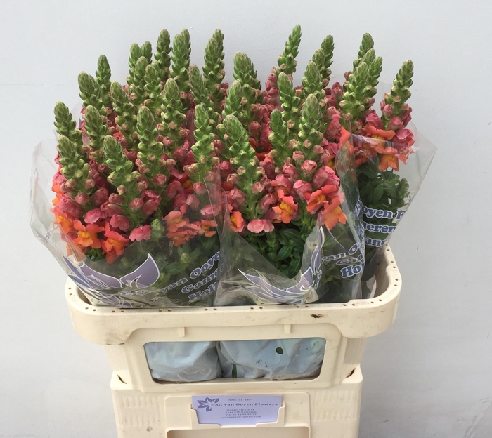 <h4>ANTIR ANTIB D ORANGE</h4>