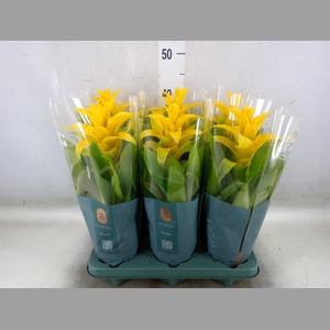 Guzmania  'Diana'
