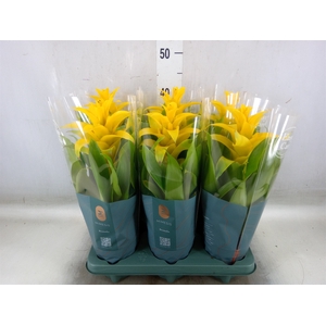 Guzmania  'Diana'