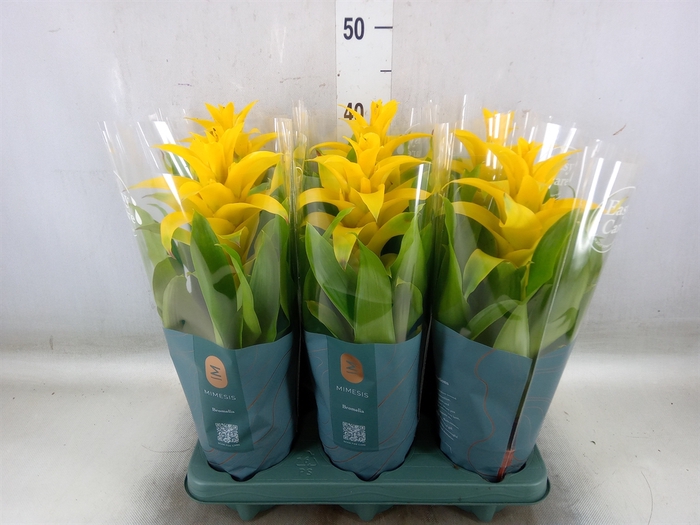 <h4>Guzmania  'Diana'</h4>