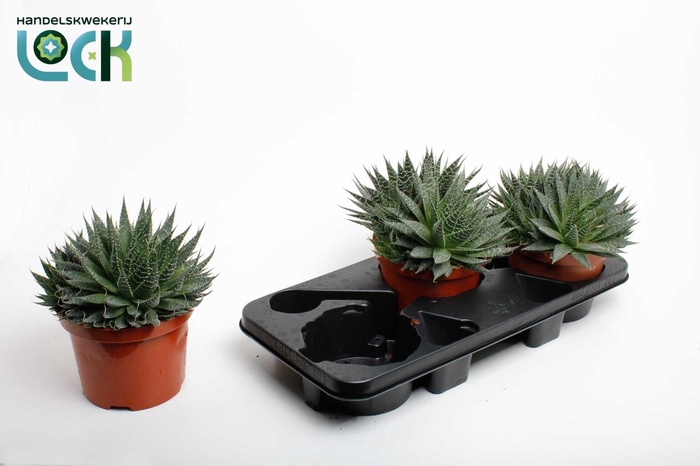 <h4>Aloë Aristata</h4>