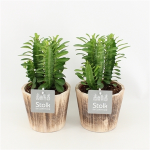Trigona Groen in wood bruin