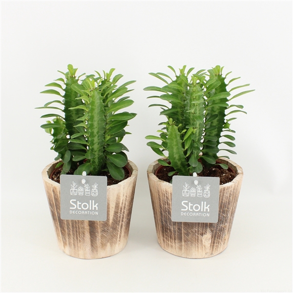 <h4>Trigona Groen in wood bruin</h4>