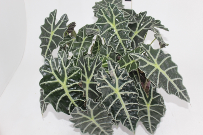 <h4>ALOCASIA POLLY P12</h4>