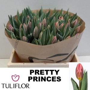 TU EN PRETTY PRINCES