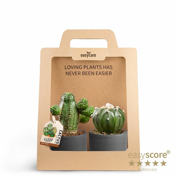 <h4>2-Pack WB B Cactus</h4>