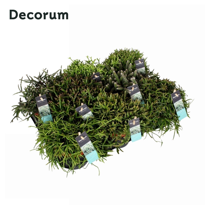 <h4>Rhipsalis gemengd 10,5 cm Decorum</h4>