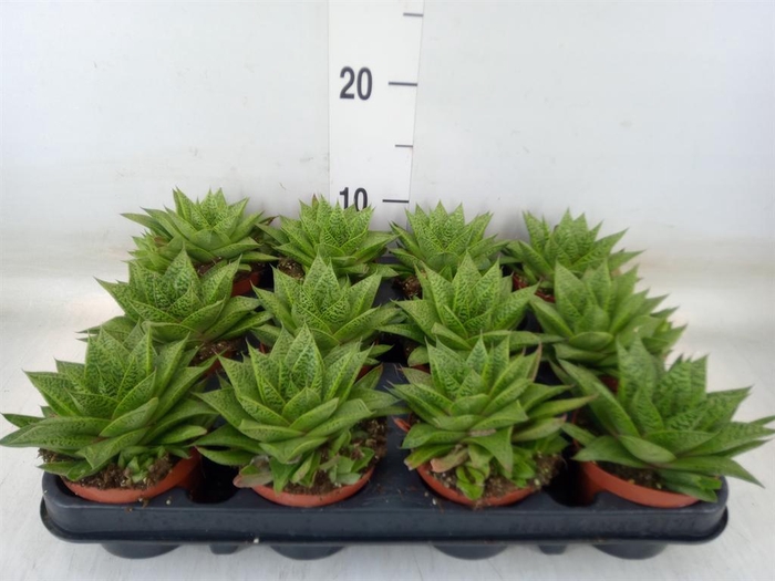 <h4>Gasteria  'D Tiga'</h4>