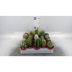 Cactus   ...mix