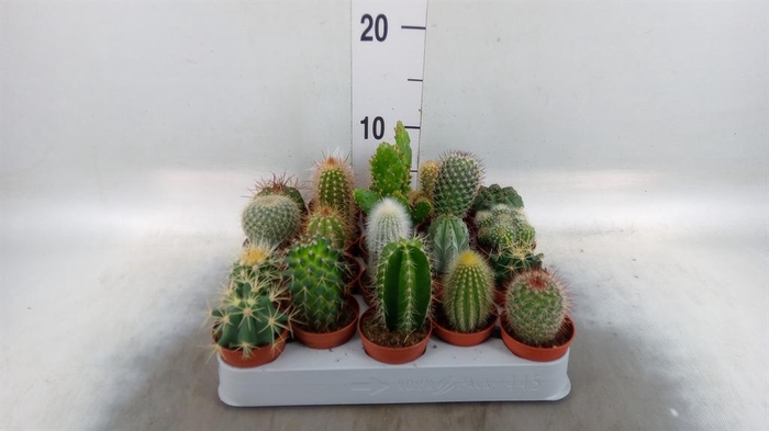 <h4>Cactus ...mix</h4>