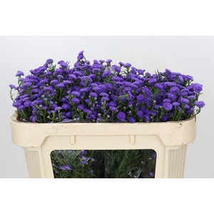 Aster Baby Parade