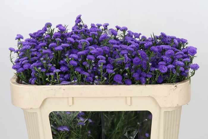 <h4>Aster Baby Parade</h4>