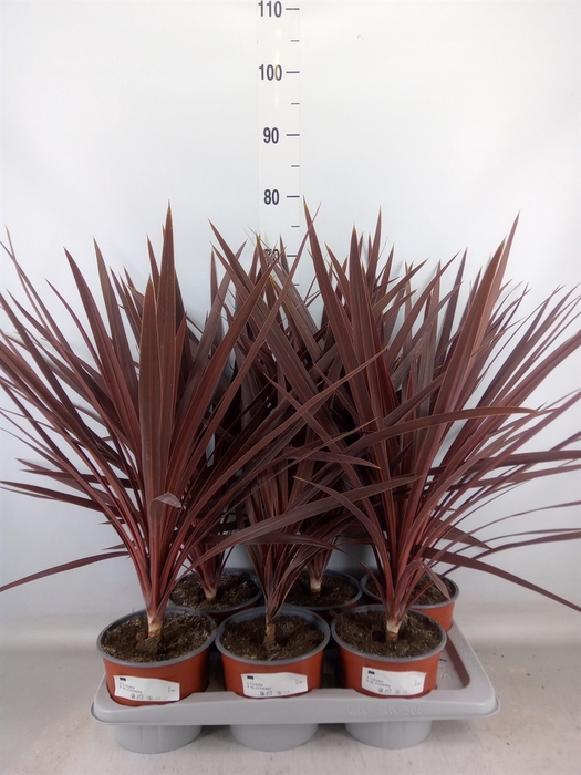 <h4>Cordyline austr. 'Red Star'</h4>