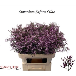 LIM SAF LILAC
