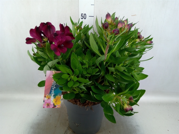 Alstroemeria  'Intic Dark Purple'