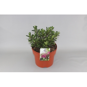 Hebe 'Nicola's Blush' C10