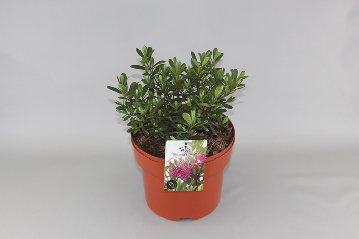 <h4>Hebe 'Nicola's Blush' C10</h4>