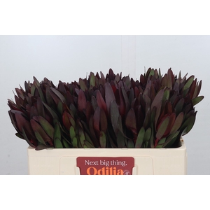 Leucadendron Saf Sunset Dark R.