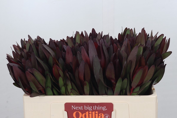 Leucadendron Saf Sunset Dark R.