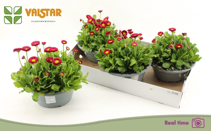 <h4>BELLIS P KL BEL RED</h4>