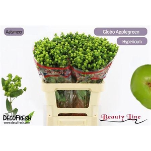 Hyp Globo Applegreen